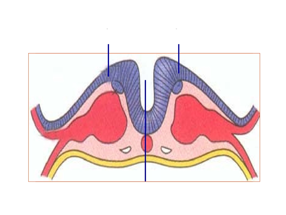 胚胎学三胚层分化和胚体形成_第3页