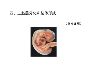 胚胎学三胚层分化和胚体形成