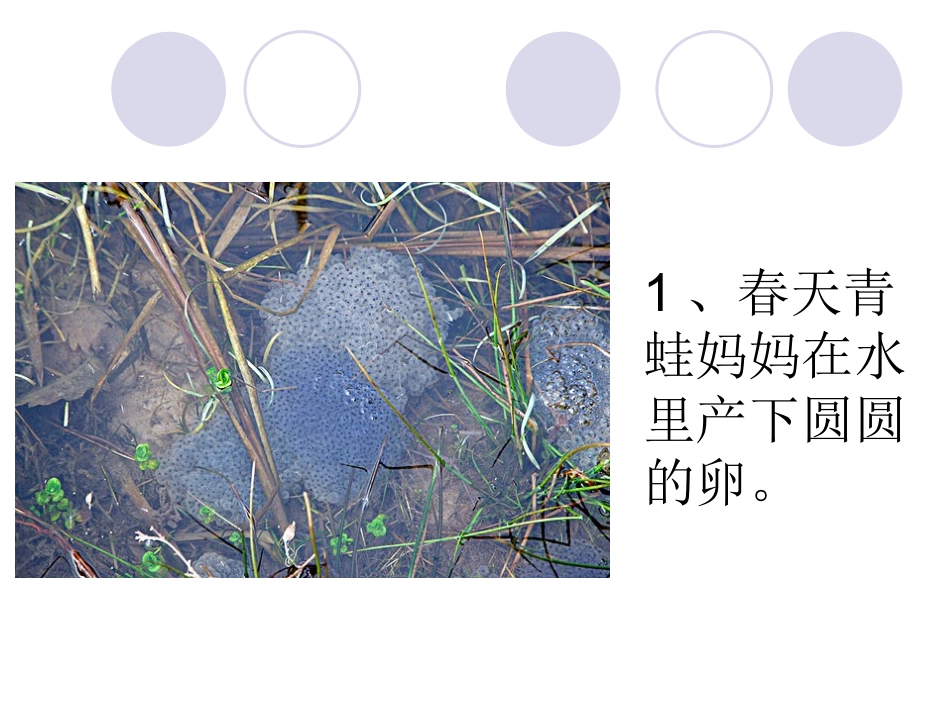 培英常识小蝌蚪的成长日记_第3页