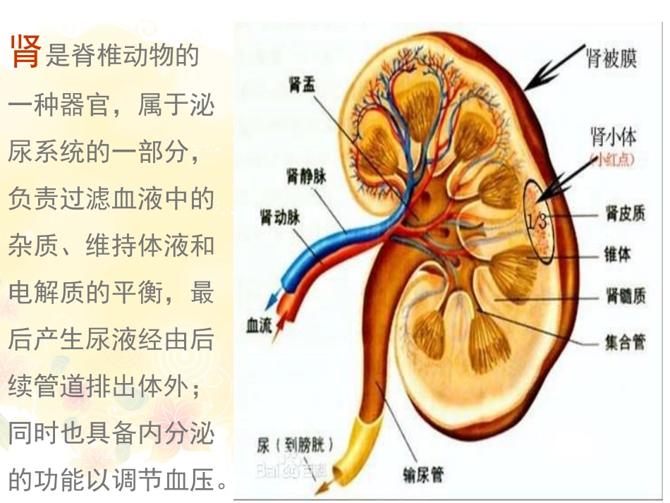奇妙的人体课件_第1页