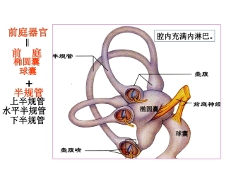 前庭器官概述