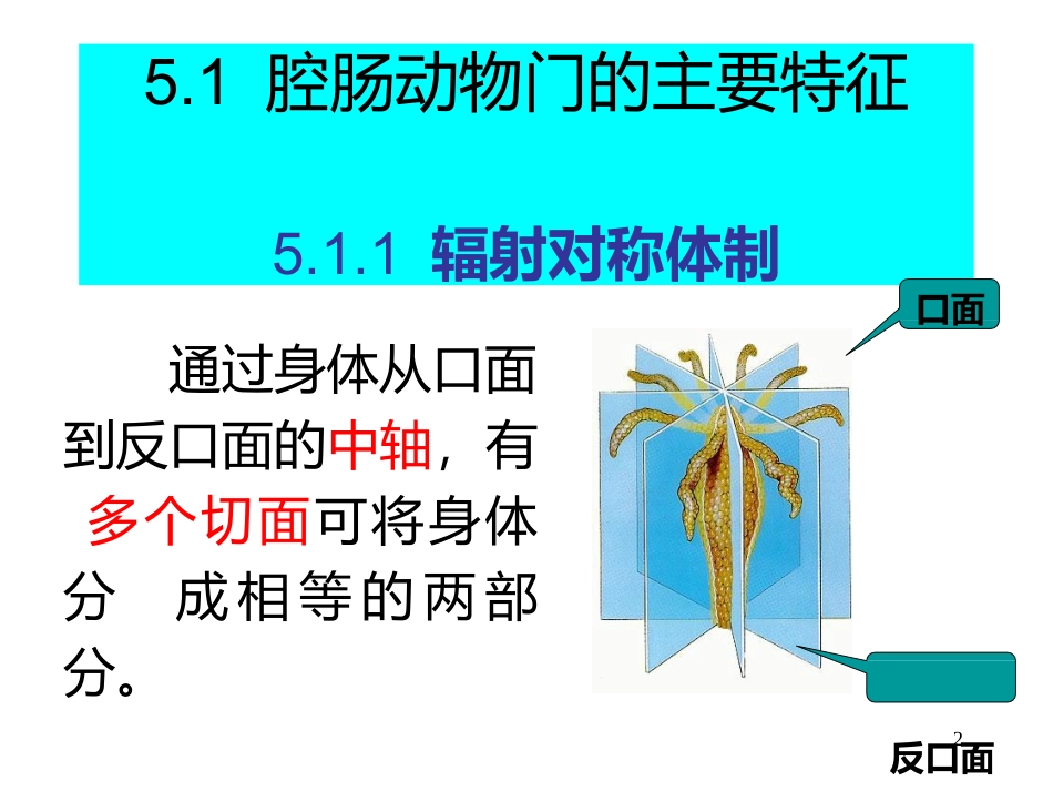 腔肠动物主要特征_第2页