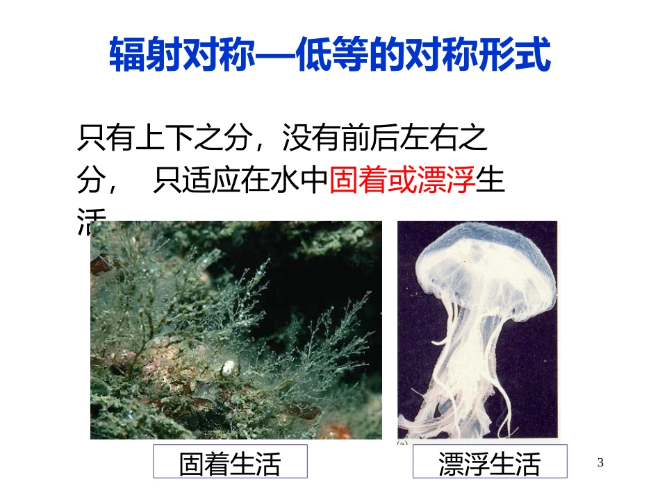 腔肠动物主要特征_第3页