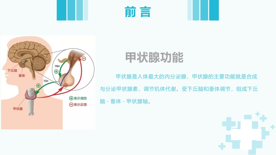 桥本甲状腺炎_第2页