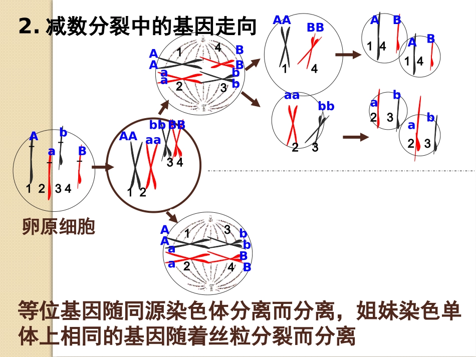 染色体数目异常遗传病分析_第3页