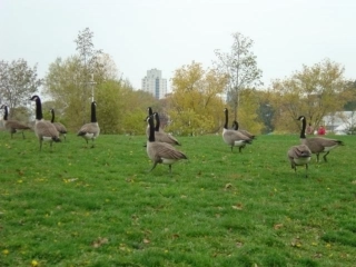 染色体制备及识别