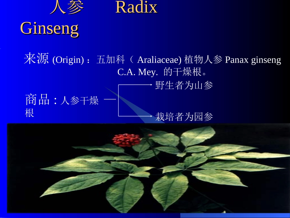 人参中药鉴定学_第2页