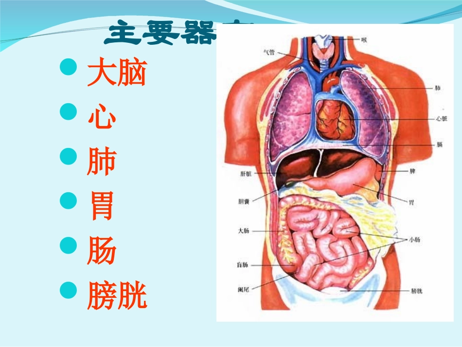 人体的主要器官_第2页