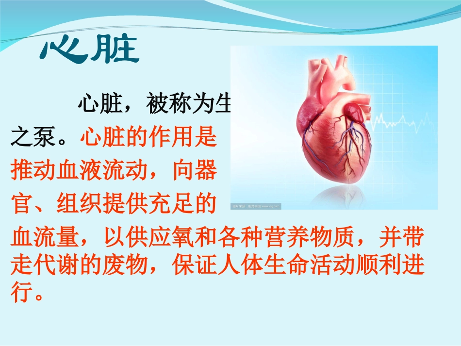 人体的主要器官_第3页