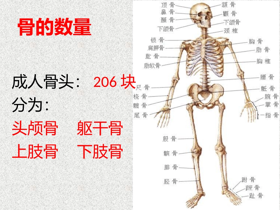 人体骨骼常识_第3页