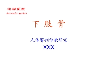 人体解剖学下肢骨