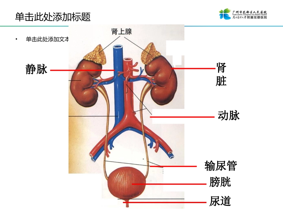 人体泌尿系统的组成肾的位置_第2页