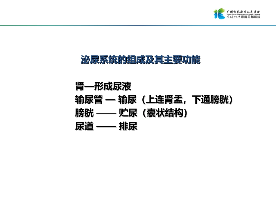 人体泌尿系统的组成肾的位置_第3页