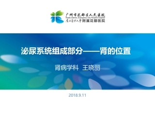 人体泌尿系统的组成肾的位置