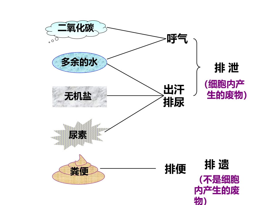人体泌尿系统的组成完整版_第2页