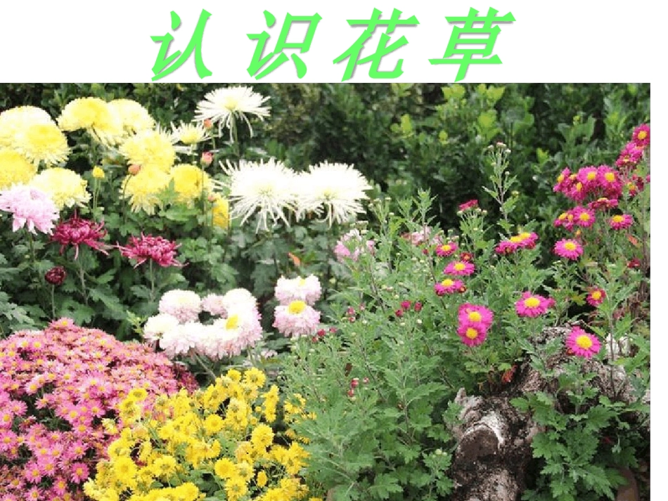 认识花草课件_第1页