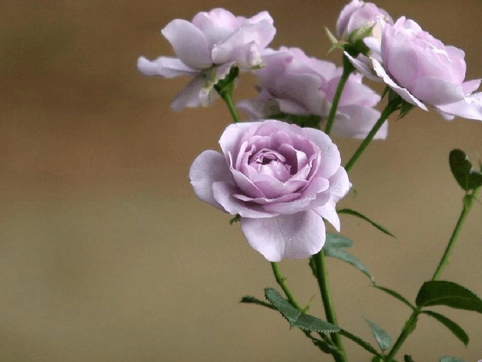 认识花草课件_第2页