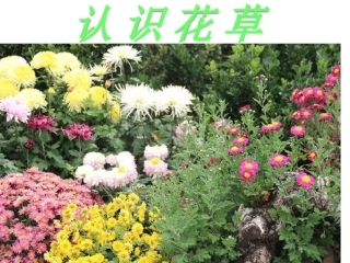 认识花草课件