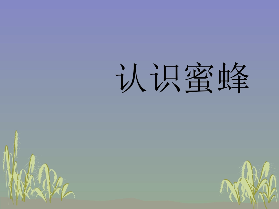 认识蜜蜂课件_第1页