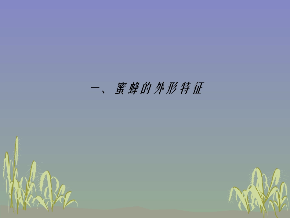 认识蜜蜂课件_第2页