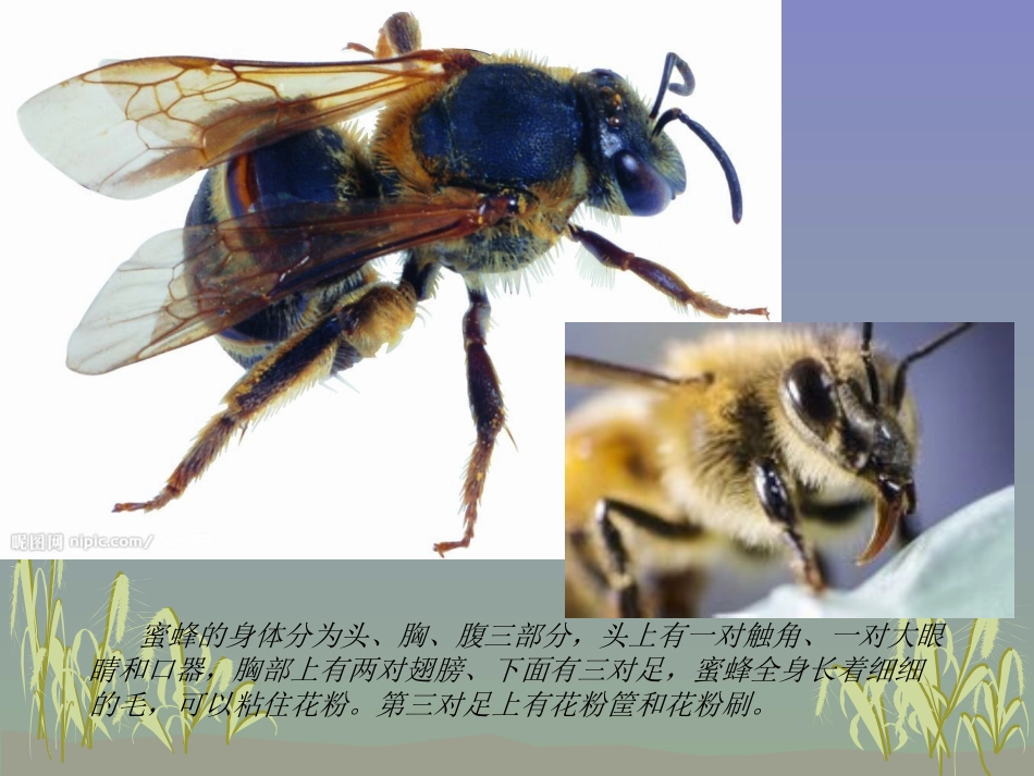认识蜜蜂课件_第3页