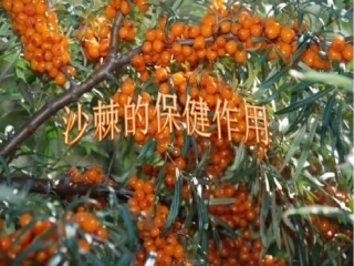 沙棘的保健作用