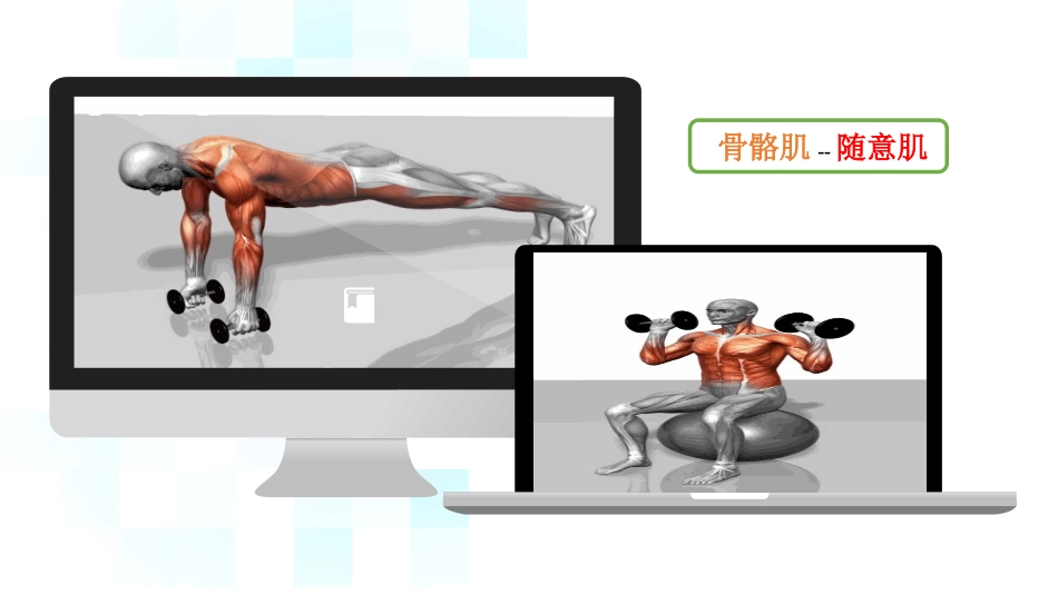 神经肌接头处的兴奋传递_第2页