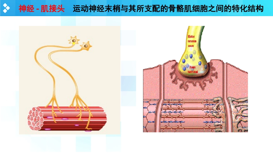 神经肌接头处的兴奋传递_第3页