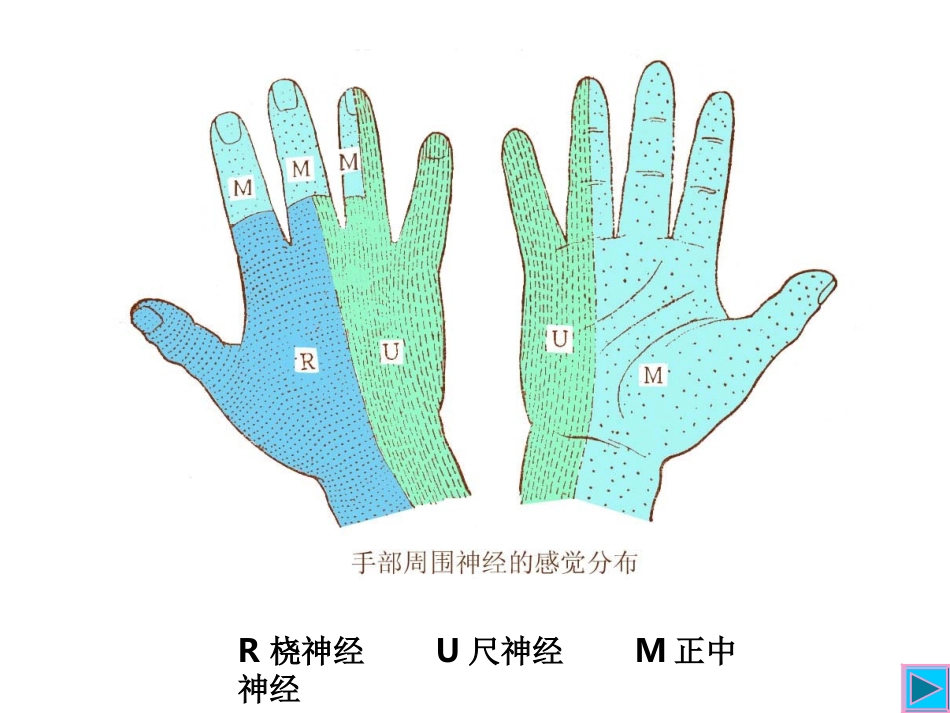 神经系统图系_第2页