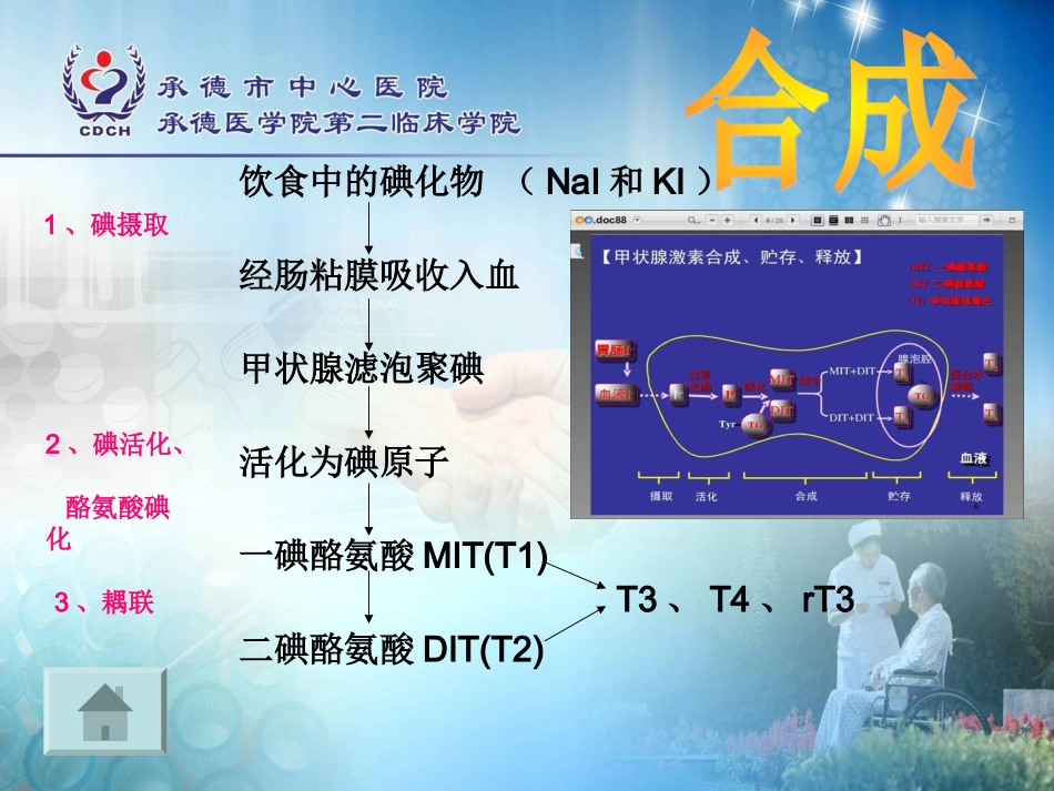 生理学甲状腺激素_第3页