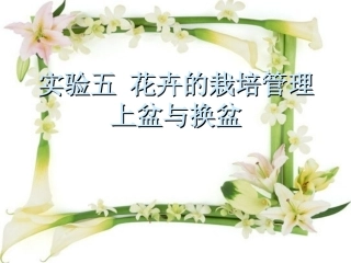 实验花卉的上盆换盆