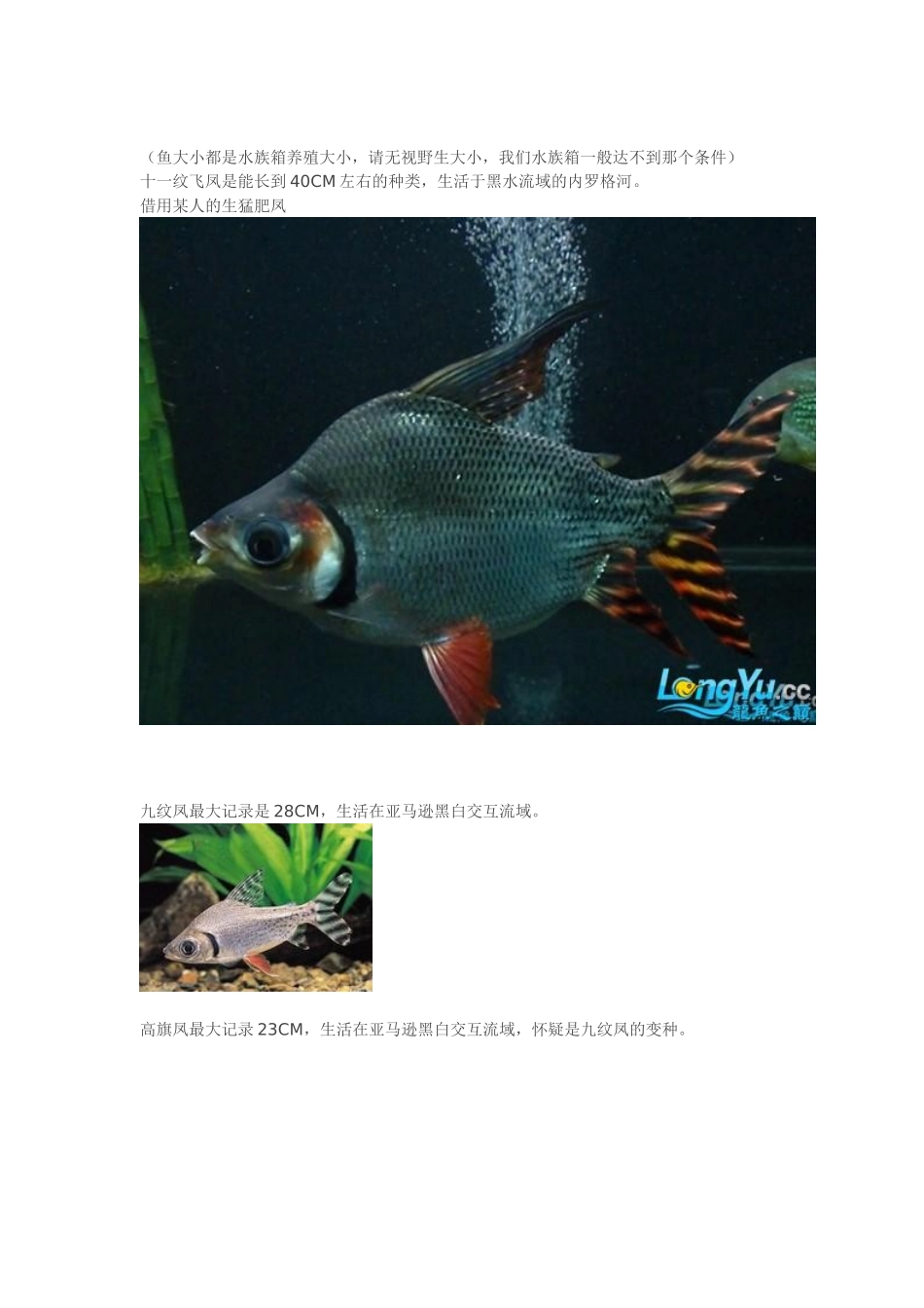 关于适合与龙鱼混养的鱼_第2页