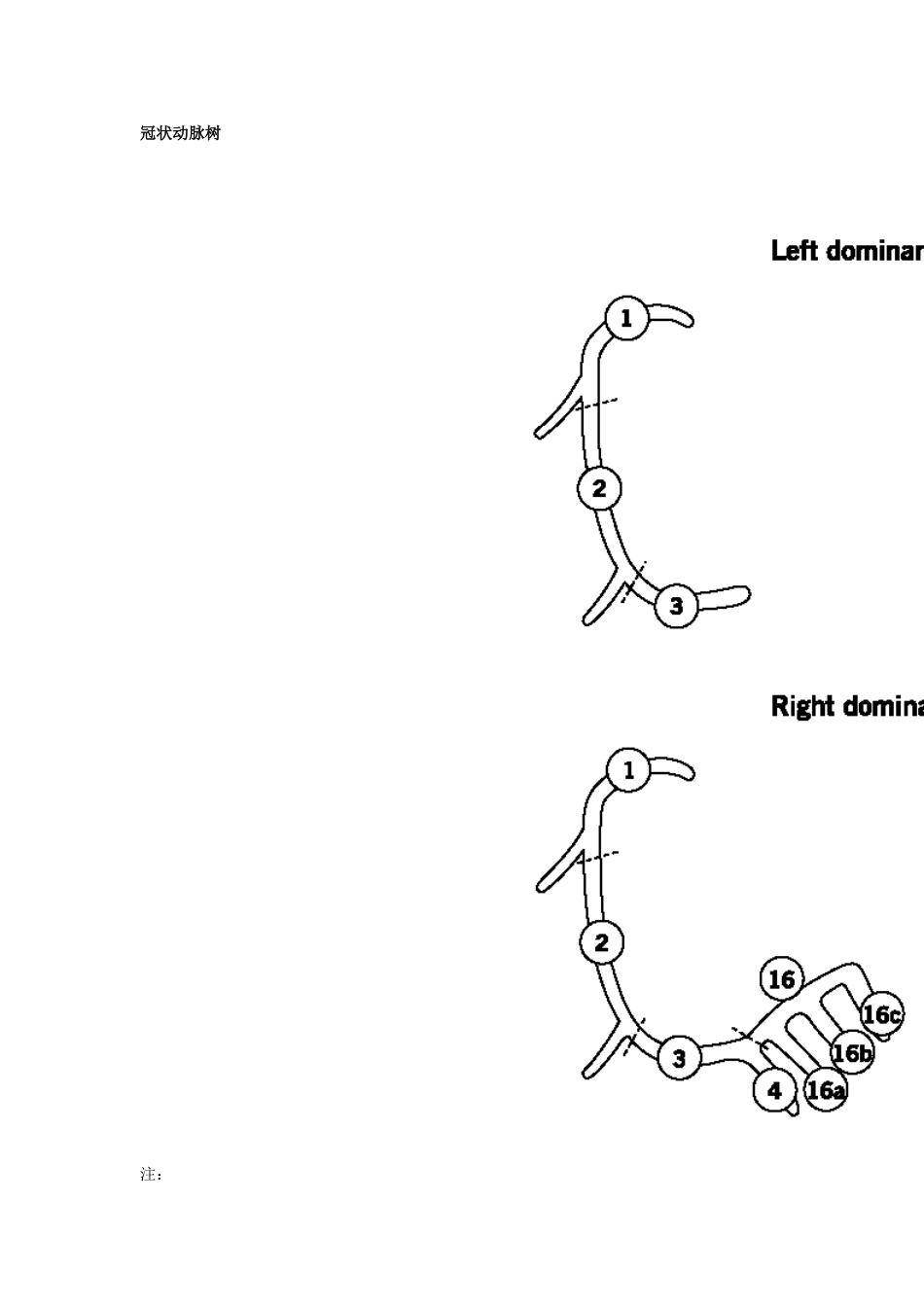 冠脉评分解说_第1页