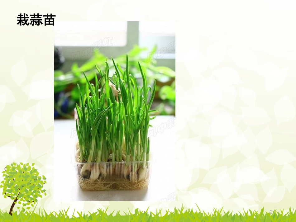 蒜苗观察日记课件_第2页