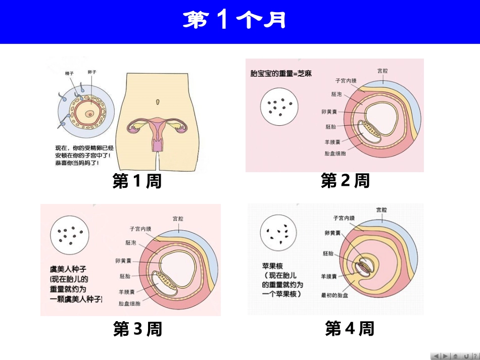 胎儿的发育过程图解_第2页
