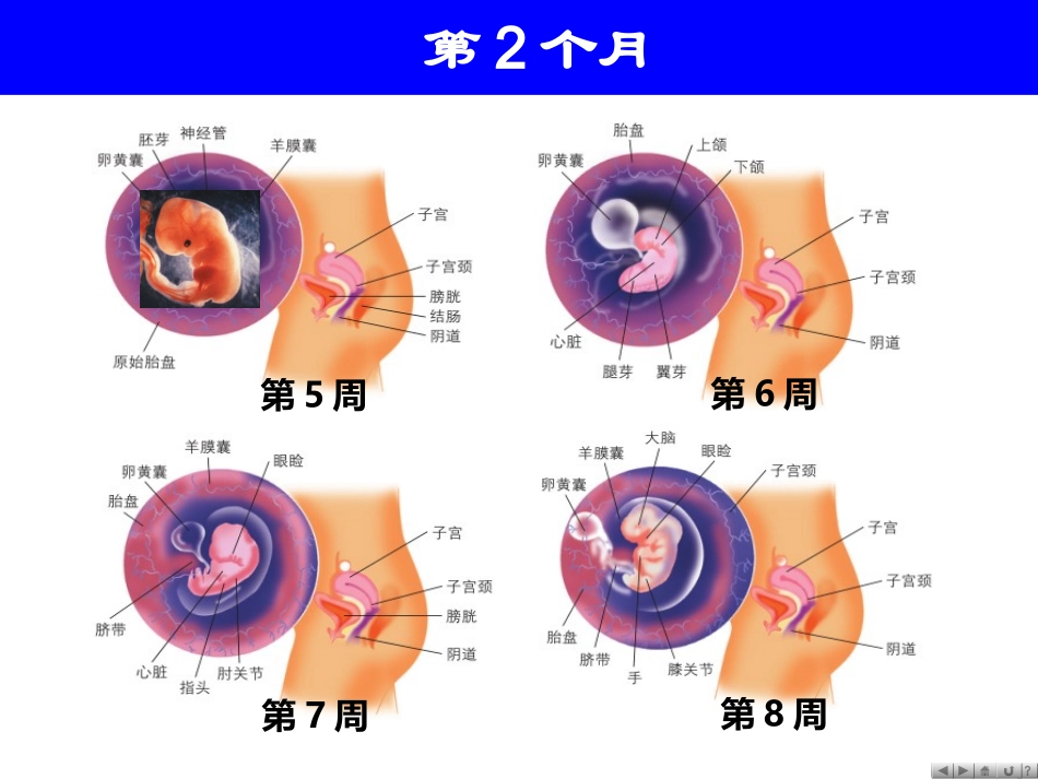 胎儿的发育过程图解_第3页
