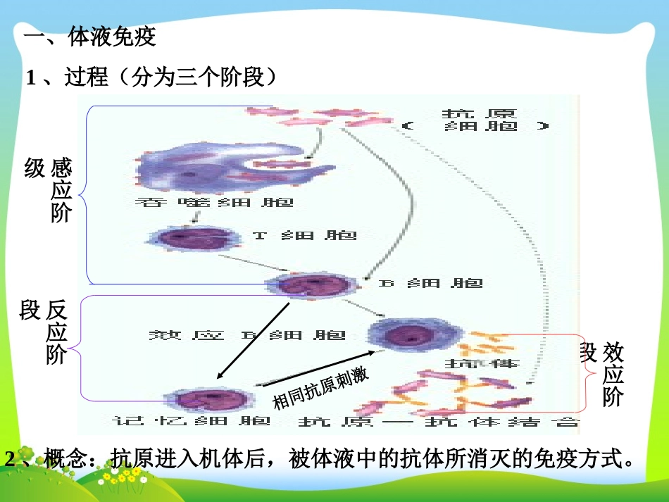 体液免疫和细胞免疫_第3页