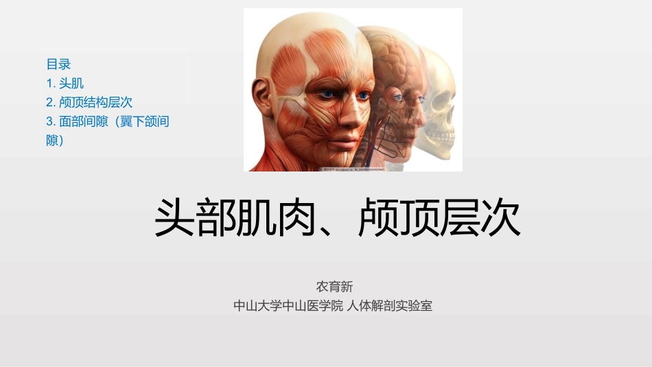 头颈部肌肉结构局部解剖_第1页