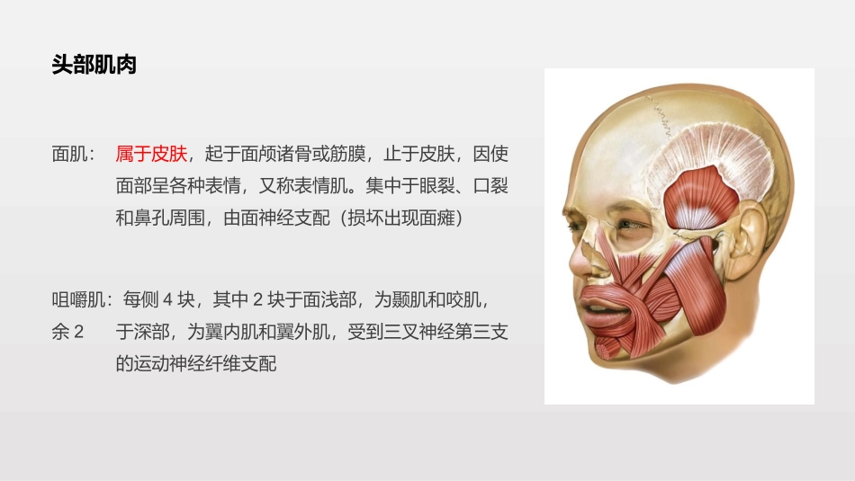 头颈部肌肉结构局部解剖_第3页