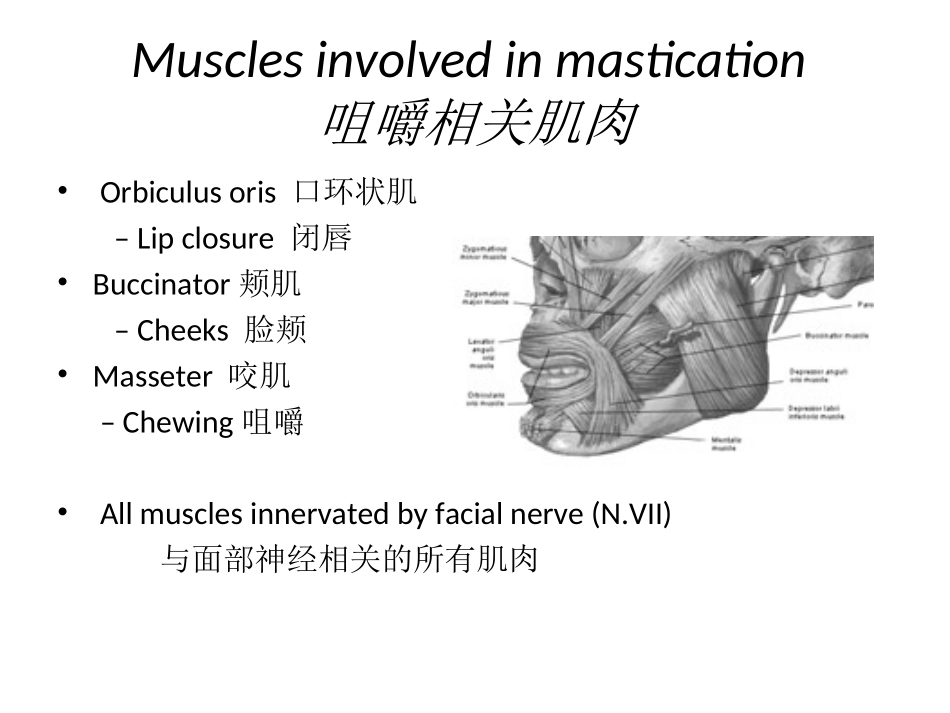 吞咽过程的肌肉精品医学课件_第3页