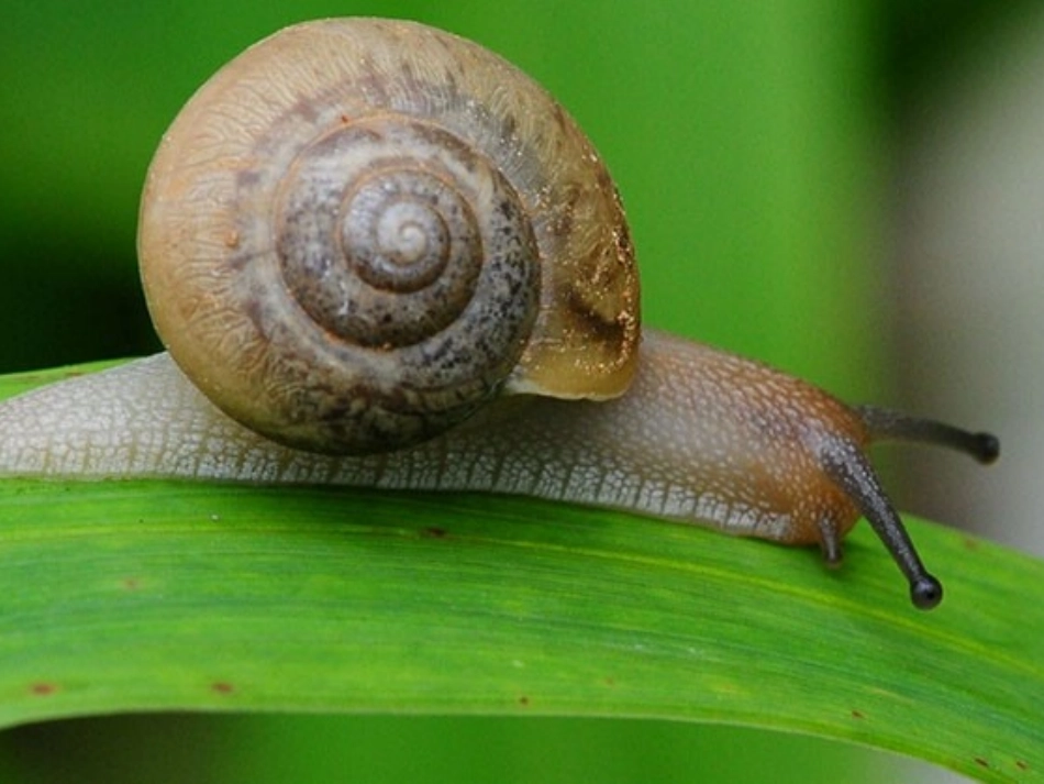 蜗牛观察日记_第2页