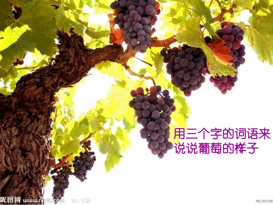 蜗牛与黄鹂鸟课件_第3页