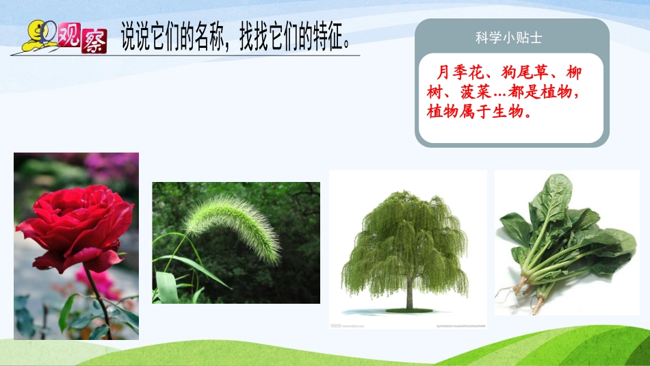 我们周围的植物_第3页