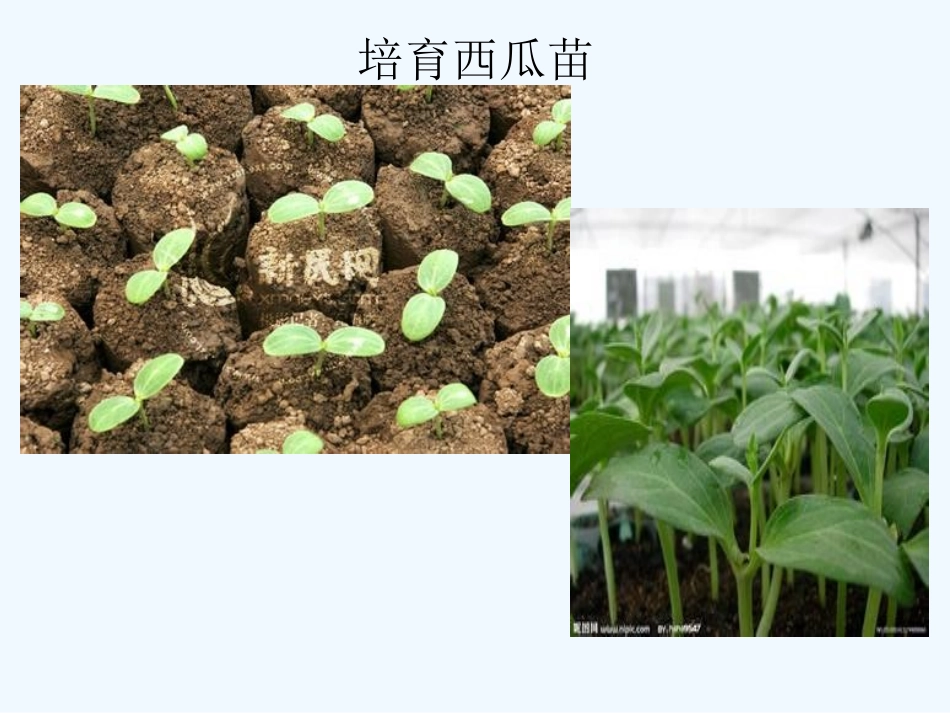 西瓜的生长过程_第2页