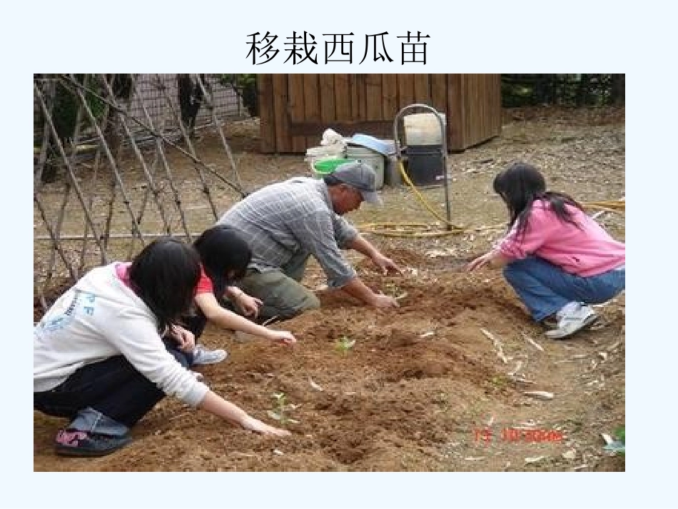 西瓜的生长过程_第3页