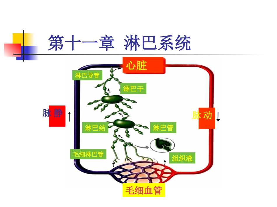 系统解剖学淋巴_第1页