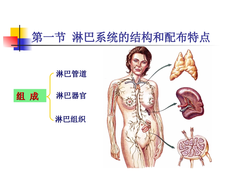 系统解剖学淋巴_第2页