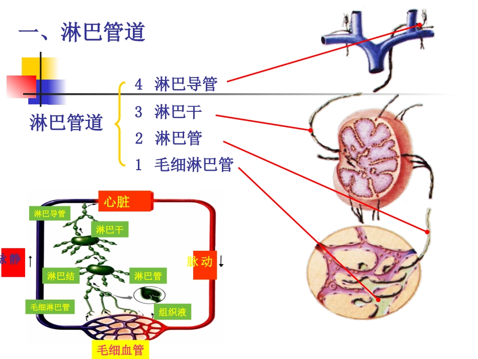 系统解剖学淋巴_第3页