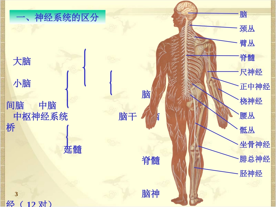 系统解剖学神经系统总论_第3页