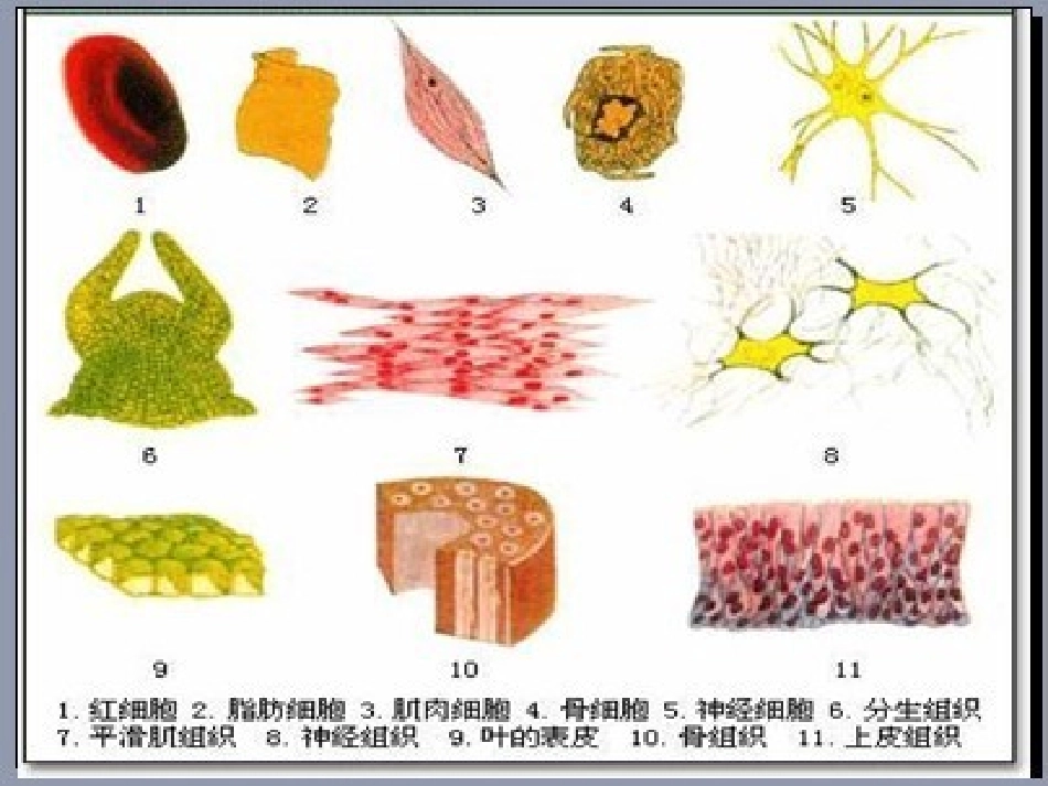 细胞的多样性和统一性_第1页